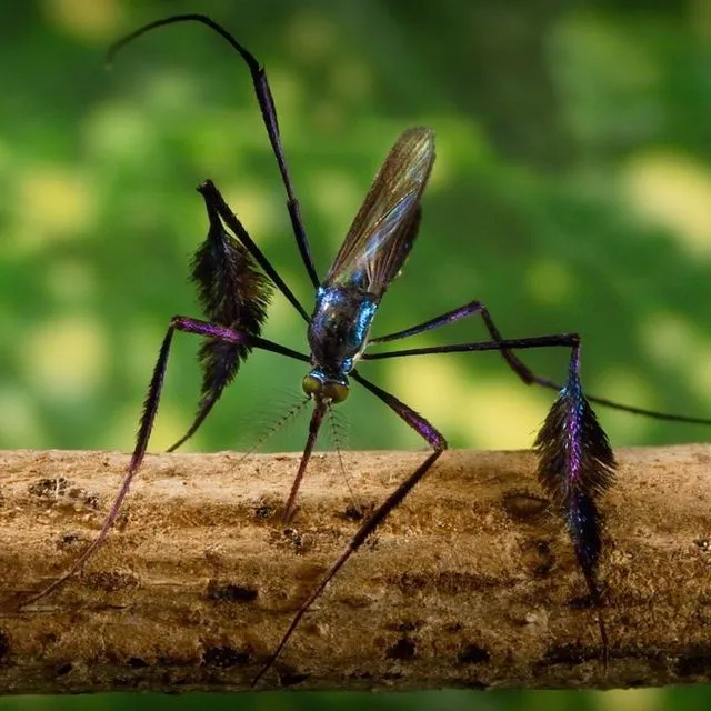 thumbnail for publication: Iridescent Paddle Mosquito Sabethes cyaneus (Fabricius, 1805) (Insecta: Diptera: Culicidae: Culicinae)